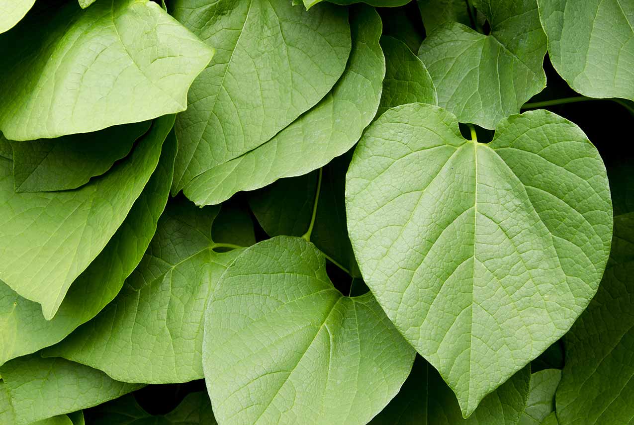 Kava leaves
